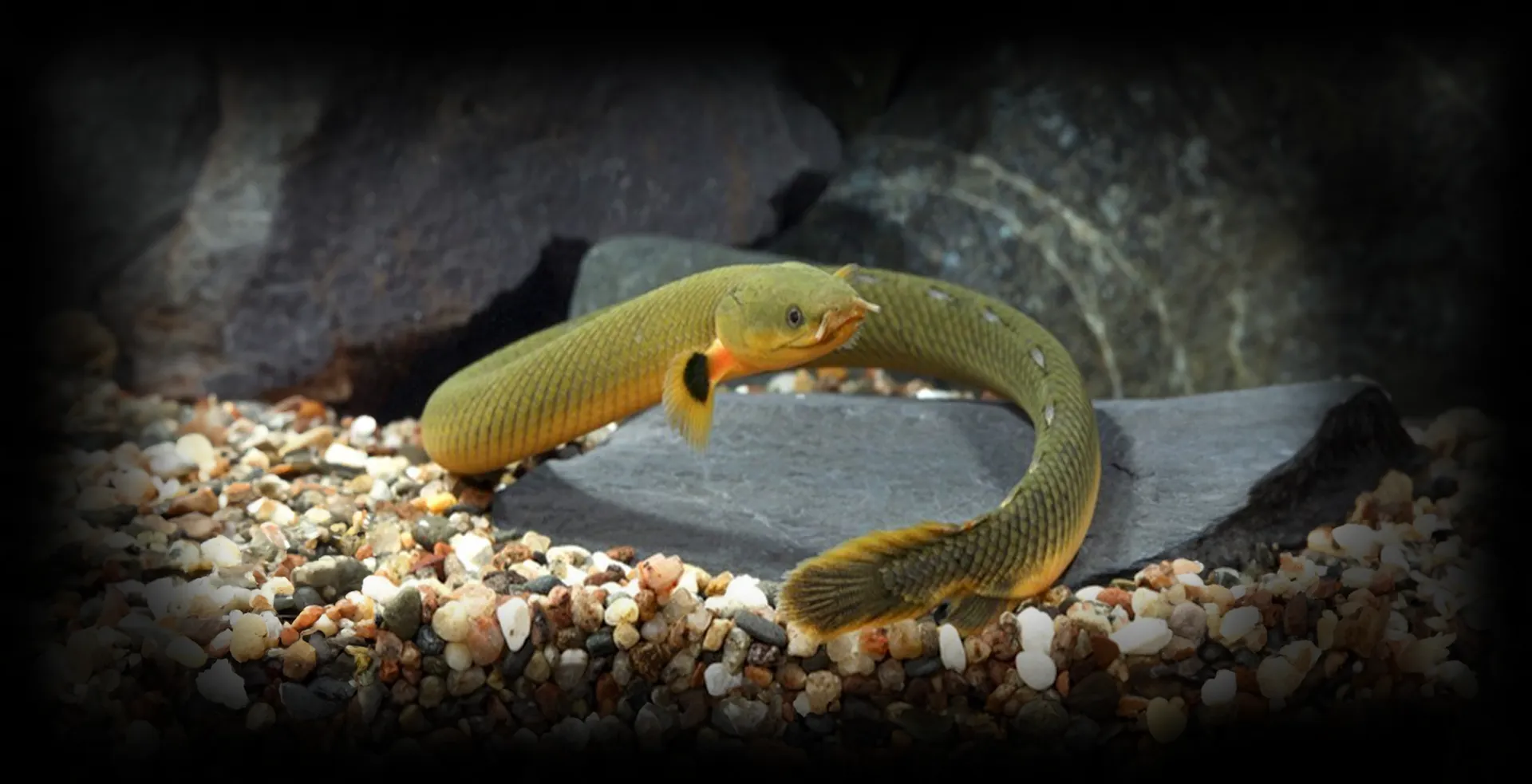 Imagem de fundo de Peixe Serpente - Poytara